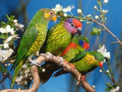 болезни волнистых попугайчиков