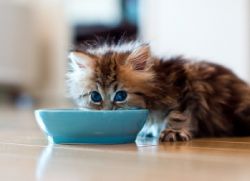 Чем кормить котенка, 2 месяца