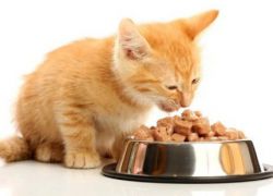 Чем кормить котенка, 2 месяца1