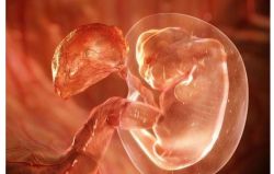 имплантация эмбриона признаки