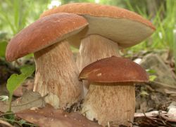 калорийность грибов