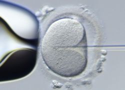 культивирование эмбрионов