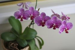 как пересадить орхидею после цветения