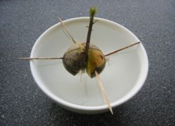 как посадить косточку авокадо