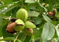 как посадить орех из плода