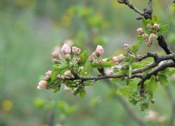 Почему яблоня не цветет и не плодоносит