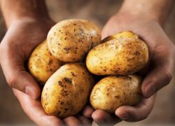 удобрение для картофеля при посадке