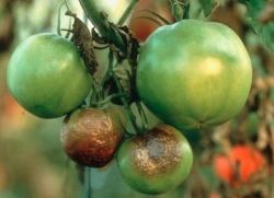 как бороться с фитофторозом томатов