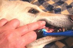 как часто чистить зубы собаке