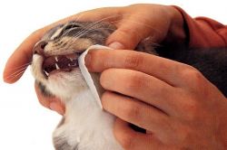 как чистить зубы кошке