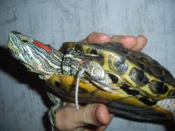 Как определить возраст красноухой черепахи1