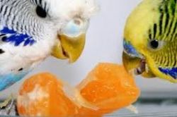как правильно кормить волнистого попугая