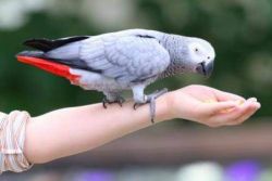 как приручить попугая жако