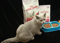 Сухие корма для кошек и собак. Korma_dlya_koshek_premium_klassa