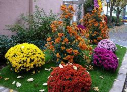 многолетняя садовая хризантема