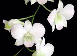 орхидея дендробиум уход