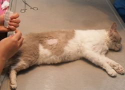 Отек легких у кошек – лечение1