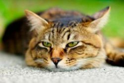 Пиометра у кошки симптомы