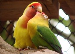 попугаи неразлучники как научить говорить