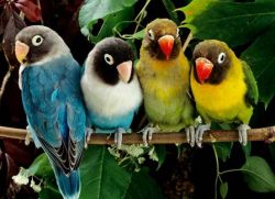 попугаи неразлучники разговаривают
