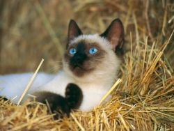 Порода кошек сиамская