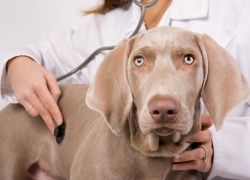 прививки собакам