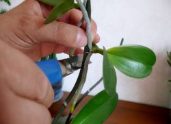 размножение орхидей в домашних условиях