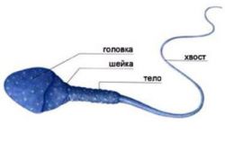 схема строения сперматозоида