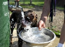 собака пьет много воды причина1