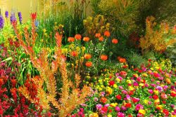 Аутомналий - осеннее разноцветье в саду