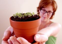 Флокс Друммонда - выращивание из семян