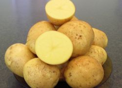 Картофель «Гала» - храктеристика
