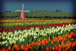Когда в Голландии цветут тюльпаны
