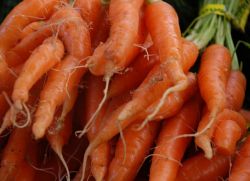 Почему морковь растет рогатая