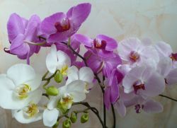 почему у орхидеи вянут бутоны