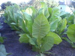 Курительный табак выращивание из семян