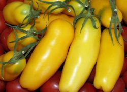 томат перцевидный желтый