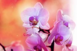 удобрение для цветения орхидей