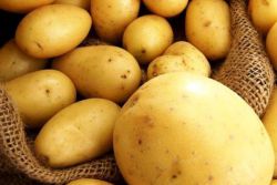 Урожайность картофеля с 1 га