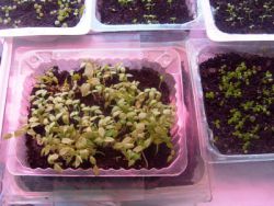 выращивание санберри из семян