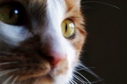 воспаление глаз у кошек