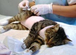 восстановление кошки после стерилизации