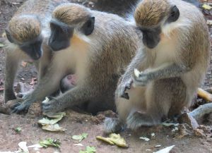Редкий вид обезьян, обитающих в заповеднике живой природы