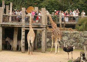 Оклендский зоопарк