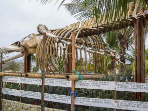 Разрушенный порт Пуэрто-Лопес, скелет огромного кита