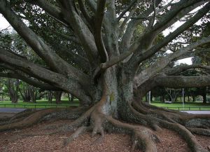 Интересное дерево в парке