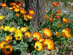 как правильно посадить тюльпаны 3