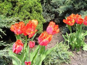 как правильно посадить тюльпаны 4