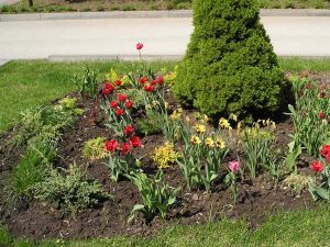 как правильно посадить тюльпаны 5