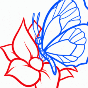 как нарисовать бабочку 23